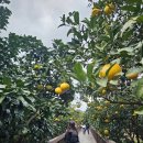 숨도 귤림성 이미지