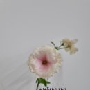 러스틱가든