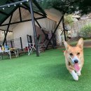 사나래글램핑장 이미지