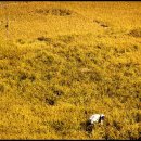 풍요의 바람 이미지