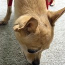 퍼스널댕댕 이미지