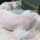 가위공쥬 이미지