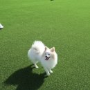 펫브릿지 김해점 이미지