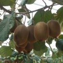 소랑다래랑 이미지