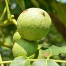 노다지푸드 이미지