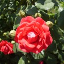 꽃향기어린이집 이미지