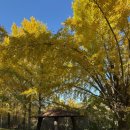 은행나무3길 이미지