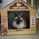 다이소가 집사마음 흔든다! 신상 반려묘 스크래처 하우스