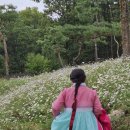 율곡수목원(2) | 파주 율곡수목원 구절초 꽃 개화 시기 및 만개 상태, 위치, 한복 여행 2번 방문 후기