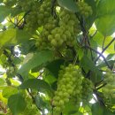 장수농원 이미지