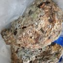 제철수산물 | 여름철 수산물의 여왕, 바위굴 제철은 언제 직접 먹어본 후기