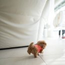 퍼피데일리 이미지