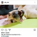 개스타그램 이미지