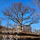 백암느티나무 이미지
