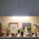 홈가드닝 플랜테리어(오창) | 식집사 필수템! 플랜테리어의 완성 풀나옴 식물 led조명 후기
