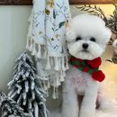 메모르드몽 이미지