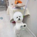 소풍애견미용 이미지