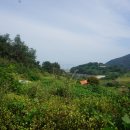 안목섬 Daum카페