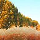 서울대학교 농업생명과학대학 실험목장 이미지