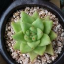 골드킹덤 이미지