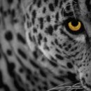 판테라짐 이미지