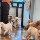 꿈꾸는개 이미지