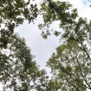 길 | 서울 근교 산책로 추천! 과천대공원 서울랜드 산림욕장 둘레길 후기