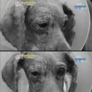 안녕, 멍멍아 이미지