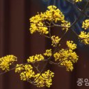산수유 이미지