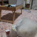 멍냥동물약국 이미지