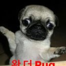 정동올갱이 | photo dump