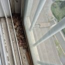 동산셀프크리닝 이미지