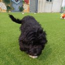 공감애견학교 유치원,호텔 이미지