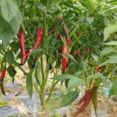 새로이농장 이미지