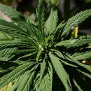 상원시장 이미지