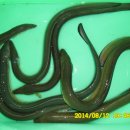 노림 Daum카페