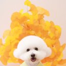 초이스 그루밍 이미지