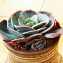 다육세상 이미지