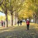 은행나무길 이미지