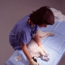 김해동물메디컬센터 이미지