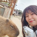일본 후쿠오카 / 백수 나홀로 여행 (3) (12.04~12.09) | 토리아스 체험 동물원 | 단보라멘 | 빅에코...