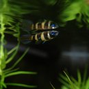 고고크라운 이미지