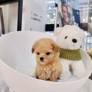 바나개 강아지 고양이 마포점 네이버블로그