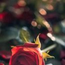 하루한올 이미지