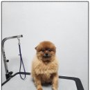 까망댕댕 이미지