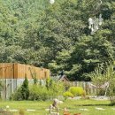 사시장청 이미지