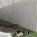 중문햇빛펜션 | 제주 월정리 오션뷰 1인숙소 달리펜션 내돈내산