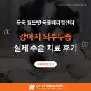 수두농장 | [공지] 강아지 뇌수두증 증상 관리 치료 후기, 검사 완치는?