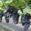 박사골농장 이미지