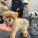 탑 애견 이미지